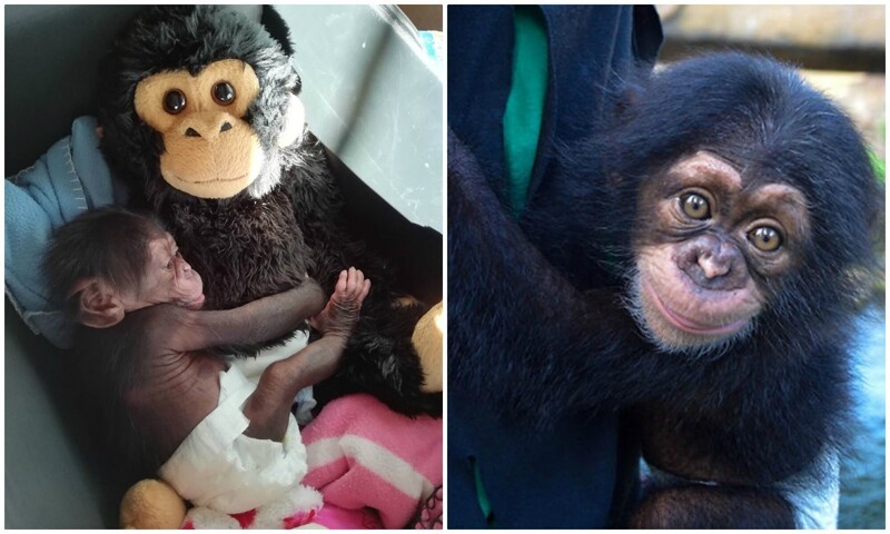 Детеныш шимпанзе остался без мамы, но ее заменила плюшевая игрушка (18 фото)