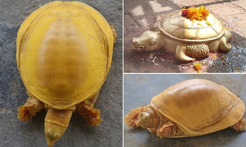 В Непале нашли редкую черепаху с золотистым панцирем (5 фото)