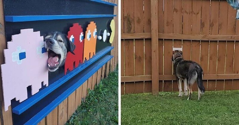 Креативный хозяин сделал своего пса звездой забор-шоу (27 фото)