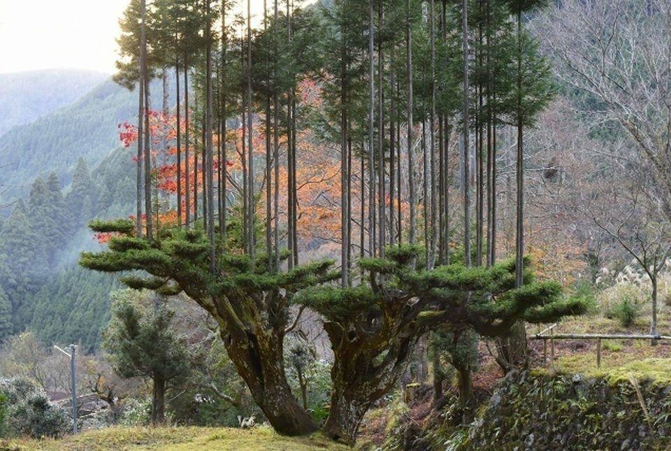 Дайсуги — уникальная японская техника выращивания деревьев (4 фото)