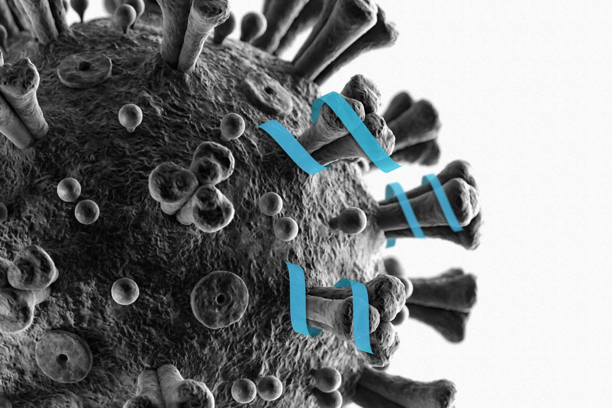 Ученые нашли защищающее от коронавируса средство (4 фото)