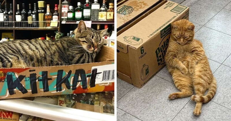 Это не кот живёт у вас, это вы живёте у кота: 16 котиков, которые поселились в магазинах (18 фото)