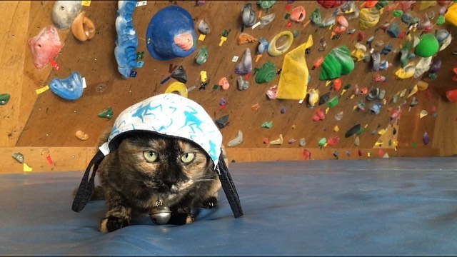 Кошка-альпинист из Японии прославилась в Сети (5 фото + видео)
