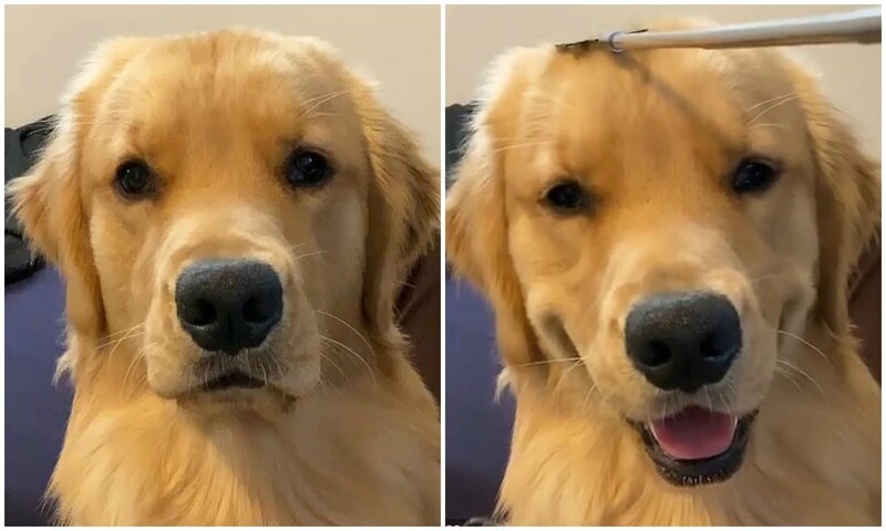 Как чесалка может изменить настроение собаки за 1 секунду (7 фото)