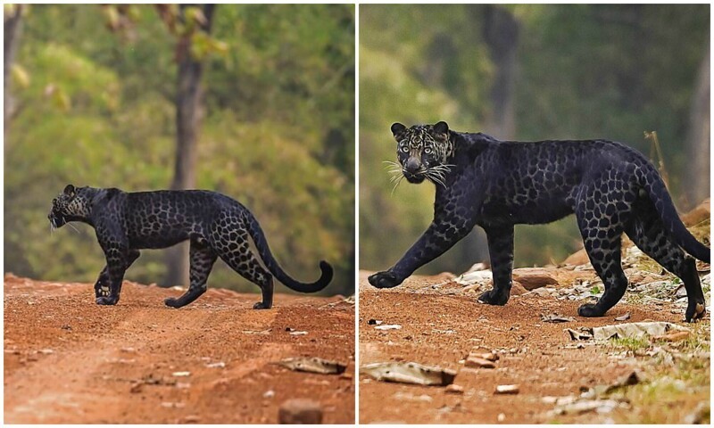 В Индии заметили редчайшего черного леопарда за охотой (6 фото)