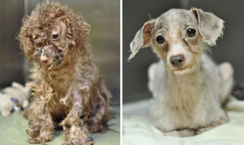 16 историй спасения собак, находящихся на грани смерти, в стиле «до и после» (17 фото)