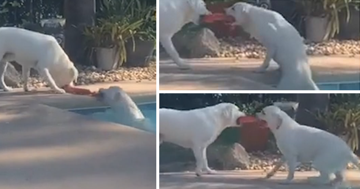 Лабрадор проявил чудеса смекалки и спас упавшую в бассейн сестренку (4 фото)