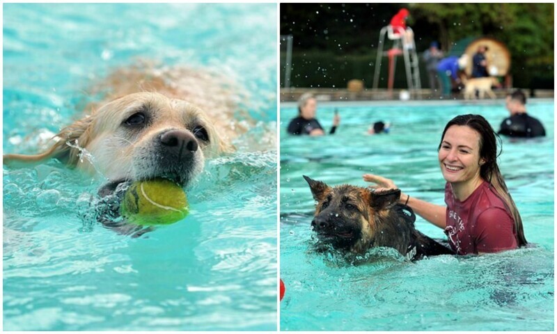 В Англии 800 собак закрыли купальный сезон (10 фото + 1 видео)