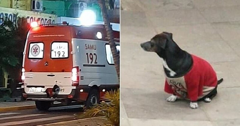 Пес запрыгнул на бампер машины скорой помощи, чтобы не оставлять хозяина в беде (4 фото)