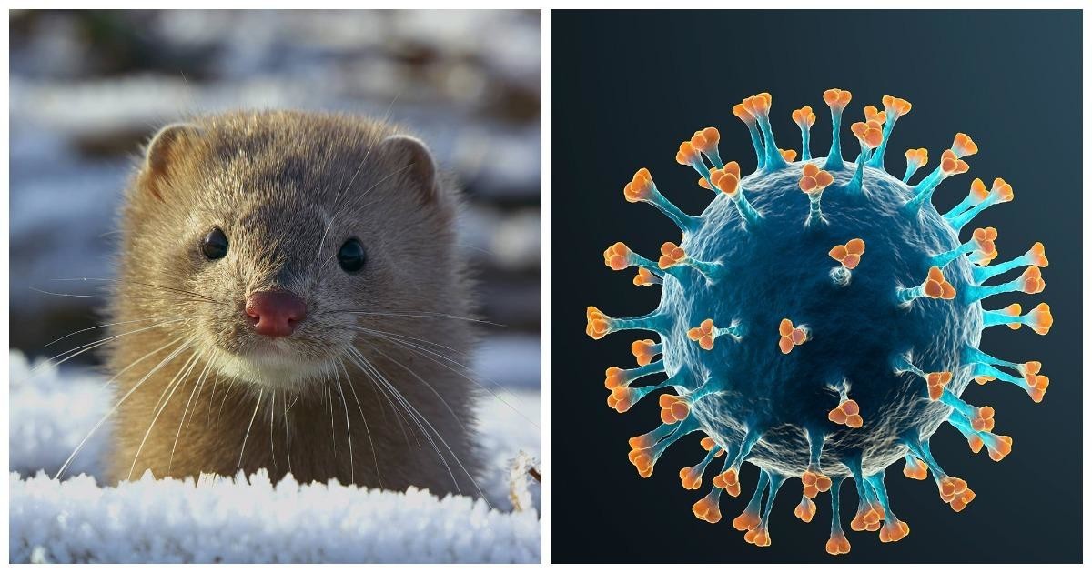 Мутировавший у датских норок коронавирус уже обнаружили у 214 пациентов (4 фото)