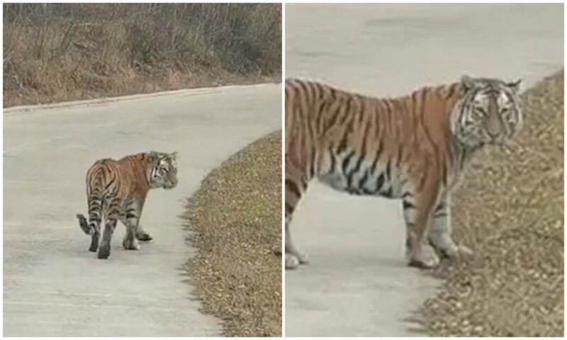 В Китае на дорогу вышел амурский тигр (6 фото + 1 видео)
