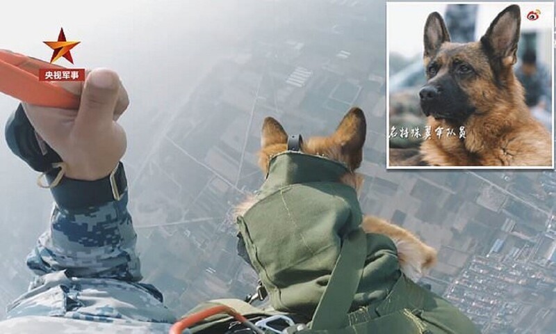 Пес-парашютист готовится в десантники (6 фото + 1 видео)