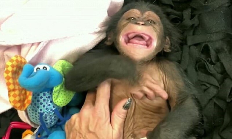 А вы видели, как смеются обезьяны? (4 фото + 1 видео)