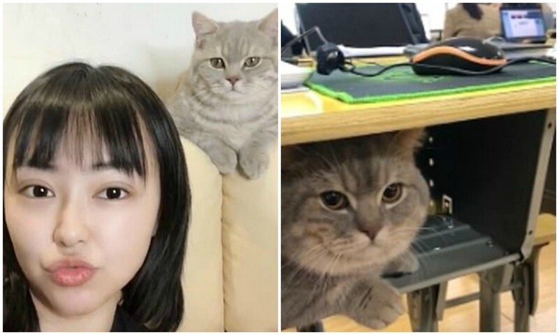 Китайская студентка взяла с собой на пары кота (4 фото + 1 видео)