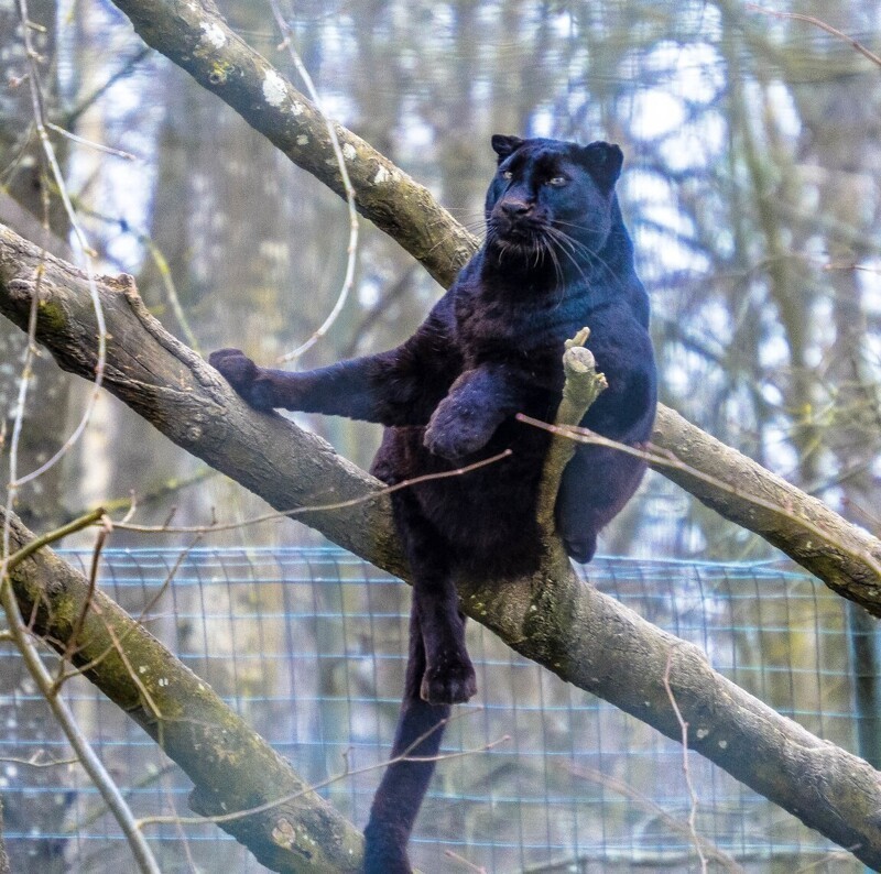 В заповеднике во Франции черный ягуар набрал жирок к зиме (5 фото)