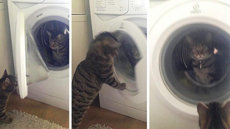 Кот закрыл кошку в стиральной машине (10 фото)
