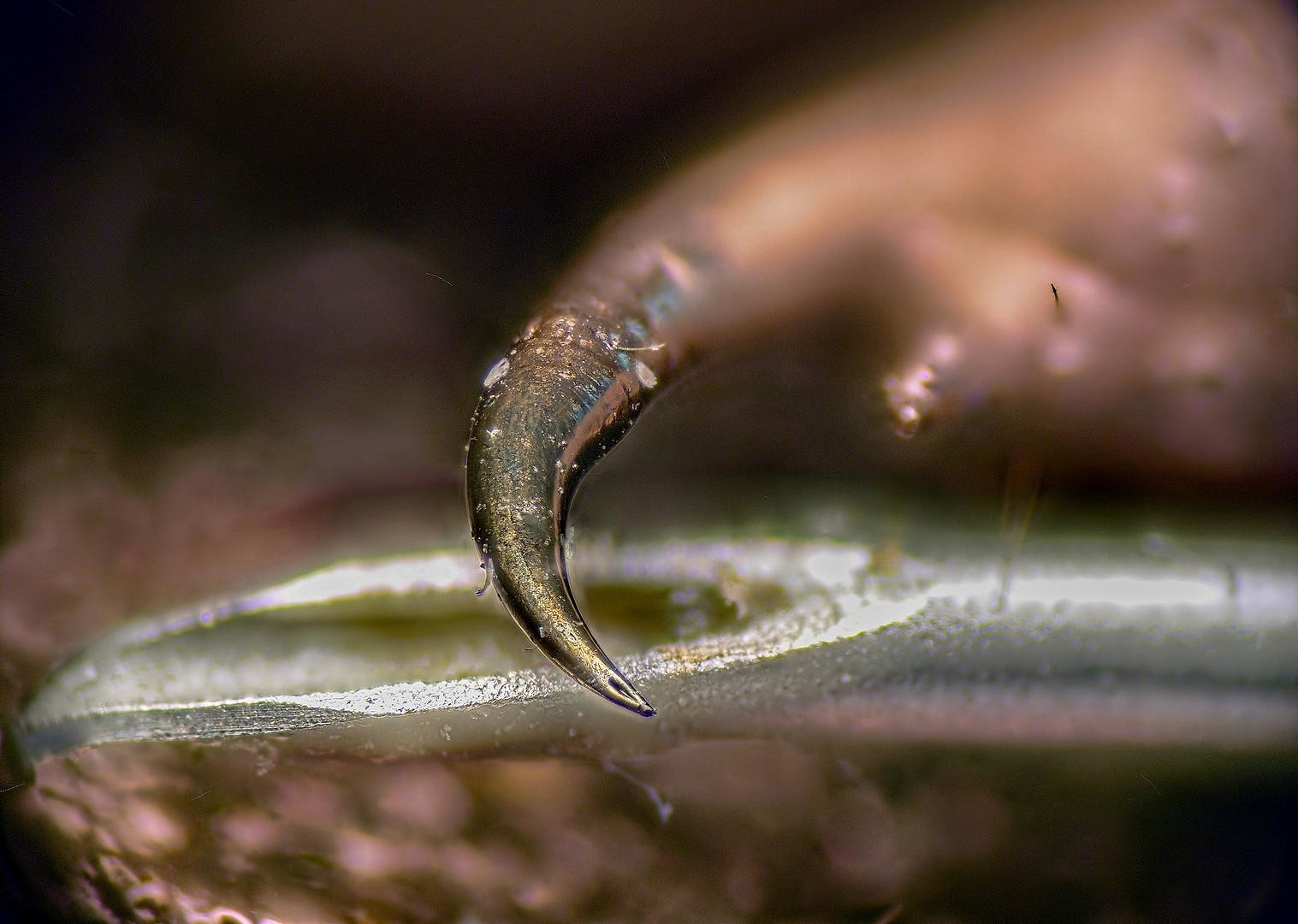 Жало скорпиона под микроскопом (7 фото)