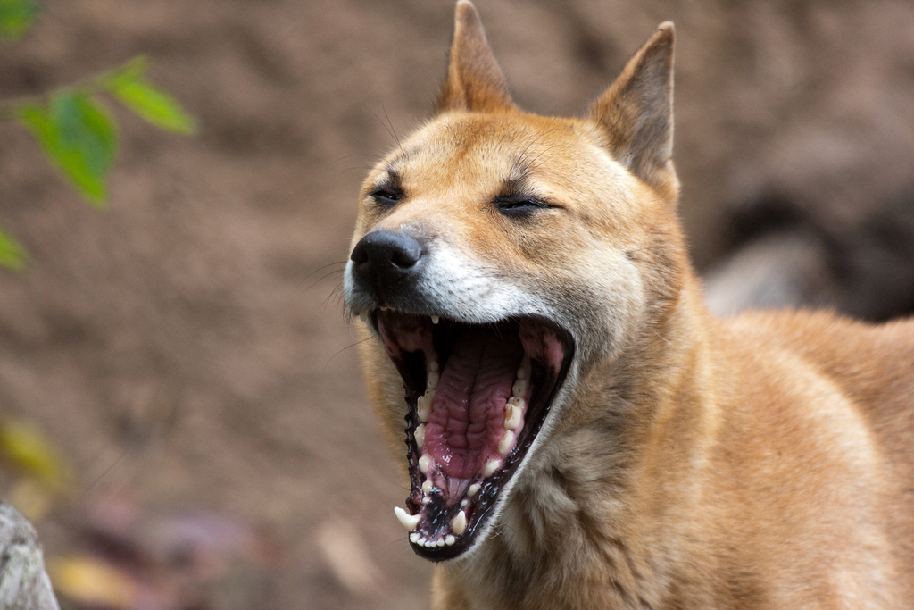 Поющая собака: Дьявольское пение и кошачьи повадки. Как сильно может исказиться собака за 6000 лет? (4 фото + 1 видео)