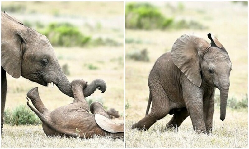 Милота дня: старший брат щекочет маленького слоненка (15 фото + 1 видео)