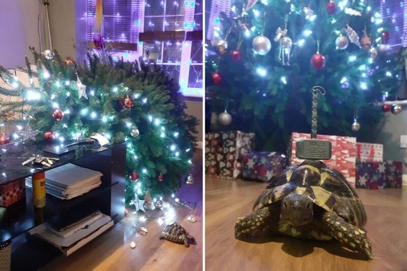 Маленькая черепаха уничтожила двухметровую рождественскую ель (5 фото)