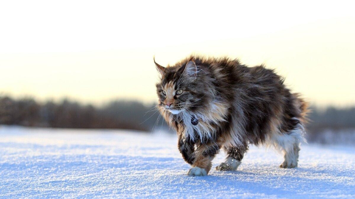 Лесная норвежская: Кошка-викинг с трёхслойной шубой научилась выживать при зубодробительных морозах (5 фото)