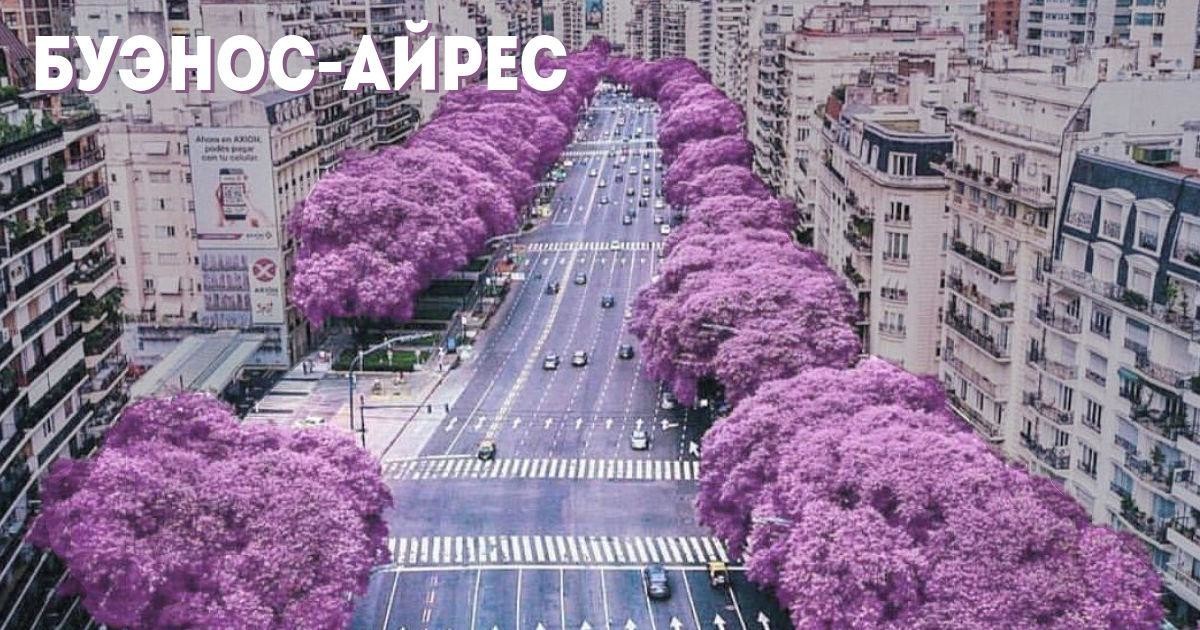 Буэнос-Айрес в цвету. Сезон жакаранды (12 фото)