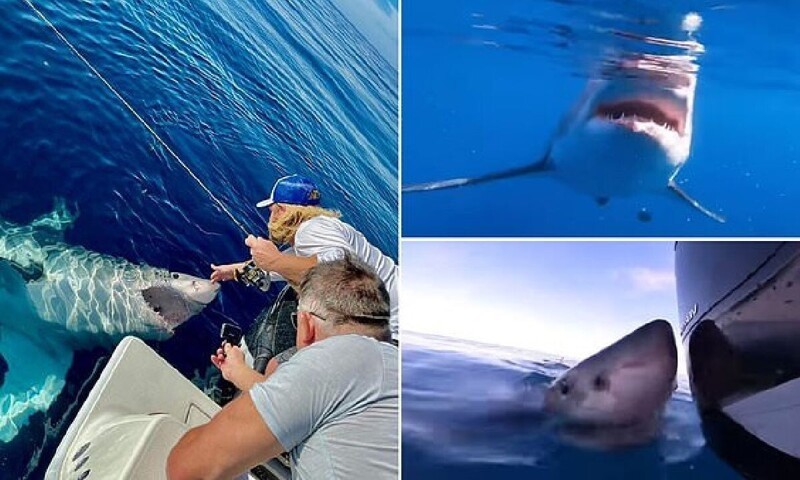 Рыбаки пообщались с огромной белой акулой в Мексиканском заливе (8 фото)