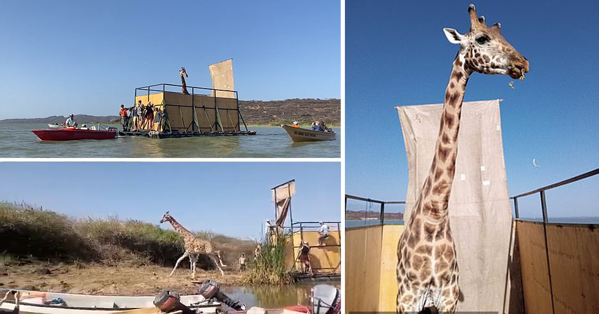 В Кении спасают застрявших на острове жирафов (5 фото + 2 видео)
