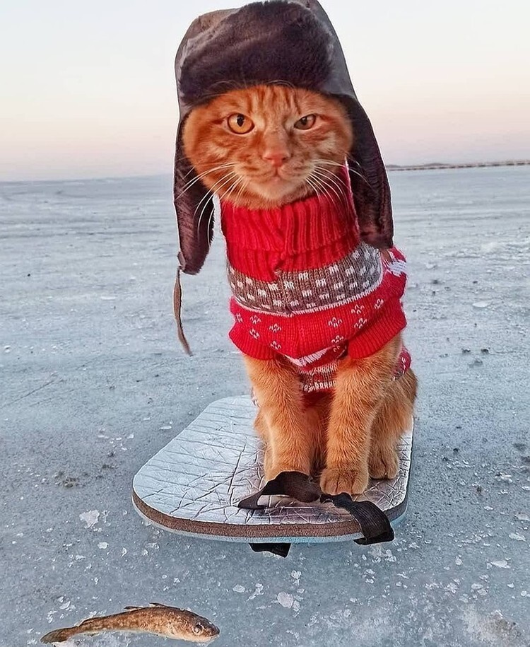 Рыжий кот Симба в шапке-ушанке, сопровождающий хозяина на рыбалке, умилил соцсети! (3 фото)