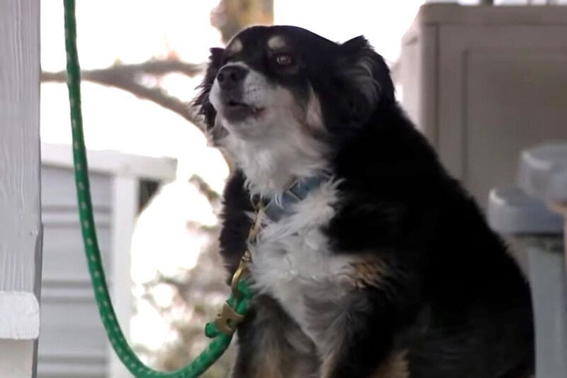 Собака покойного бизнесмена унаследовала 5 миллионов долларов (3 фото + 1 видео)