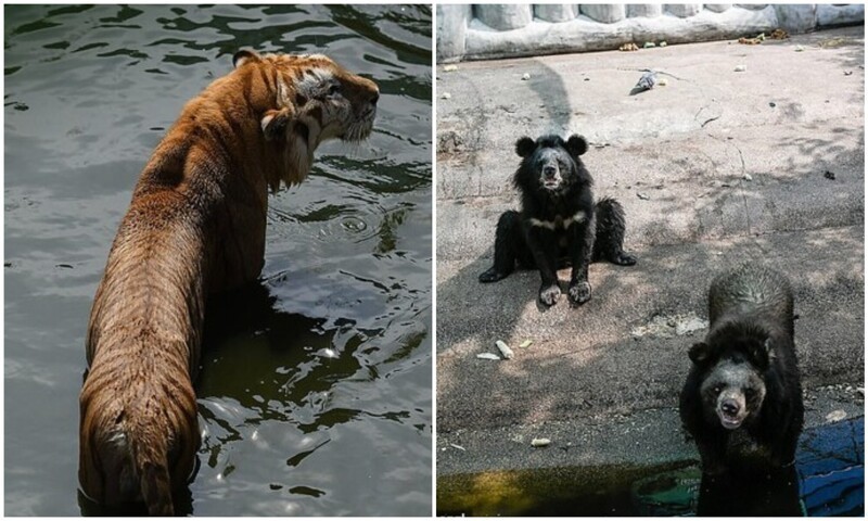 Посетителей шокировал зоопарк Самутпракан в Таиланде (17 фото)