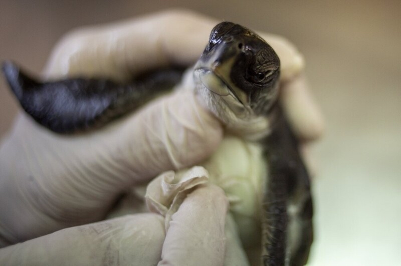 Чудо-продукт: черепах стали кормить майонезом, чтобы разрушить мазут внутри них (4 фото)