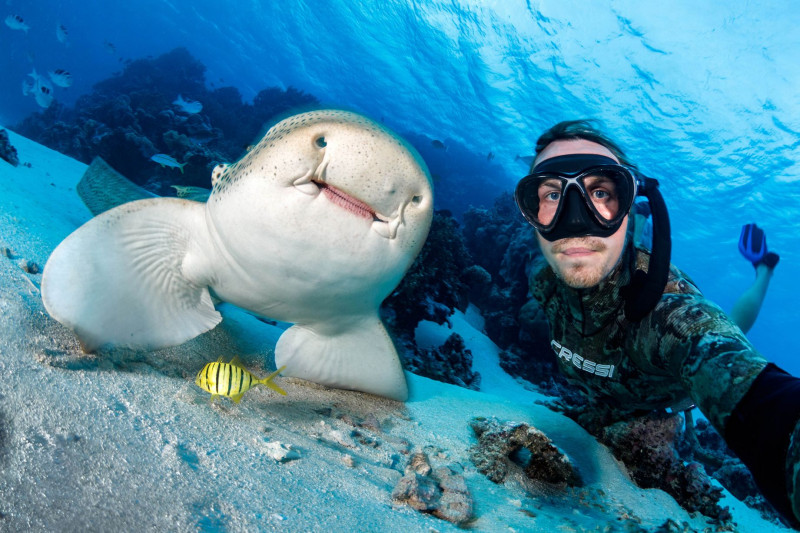 Акула-нянька: Няньки вышли на охоту. Почему странных акул назвали так смешно? (12 фото)