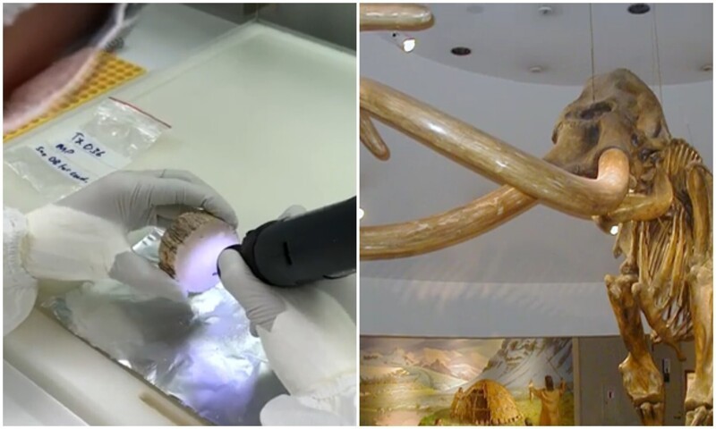 Ученые нашли древнейшую в мире ДНК мамонта, которому 1,65 миллиона лет (5 фото + 1 видео)