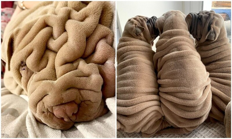 Собака или плед? Пользователей сети очаровал морщинистый шарпей (13 фото)