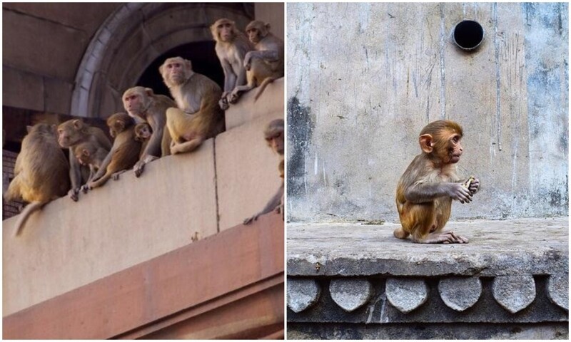 В Индии 40 актеров изображали обезьян, чтобы прогнать с улиц макак (7 фото)