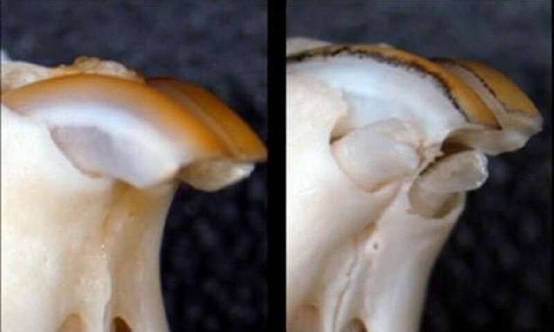 Ученые научились выращивать зубы (3 фото)