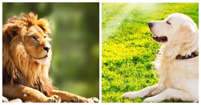 В китайском зоопарке подменили льва собакой (5 фото)