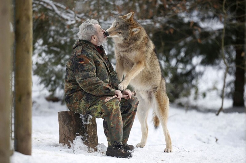 Волки — жизнь в стае и изучение их повадок ученым Вернером Фройндом (22 фото)