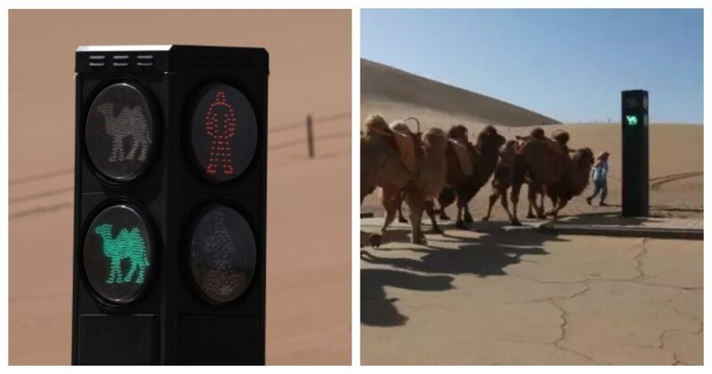 Шеф, притормози: китайцы установили светофор для верблюдов (7 фото)