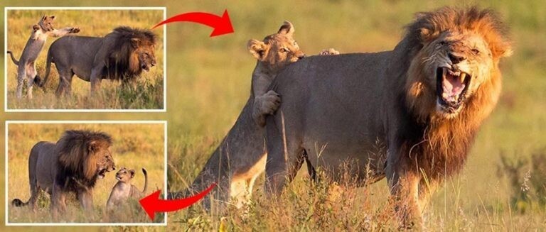 Лев отругал львёнка за то, что тот напал на него сзади (6 фото)