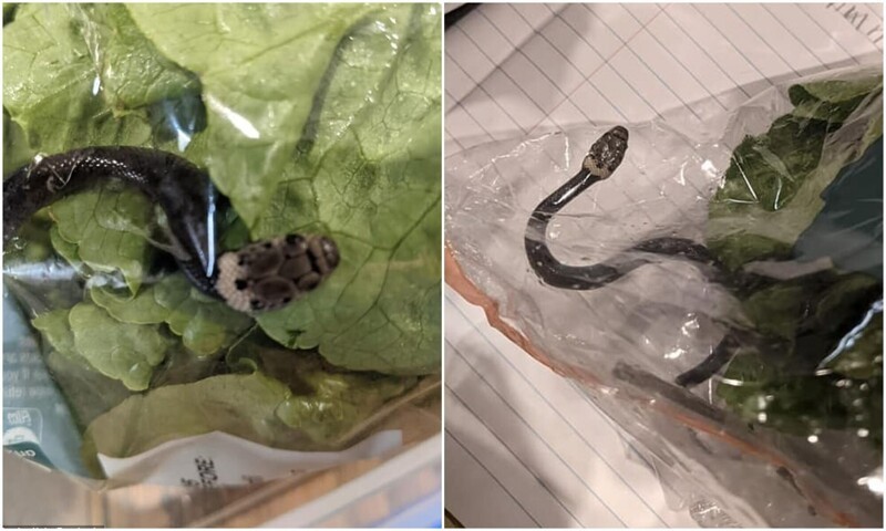 Жительница Австралии нашла змею в магазинном салате (4 фото)