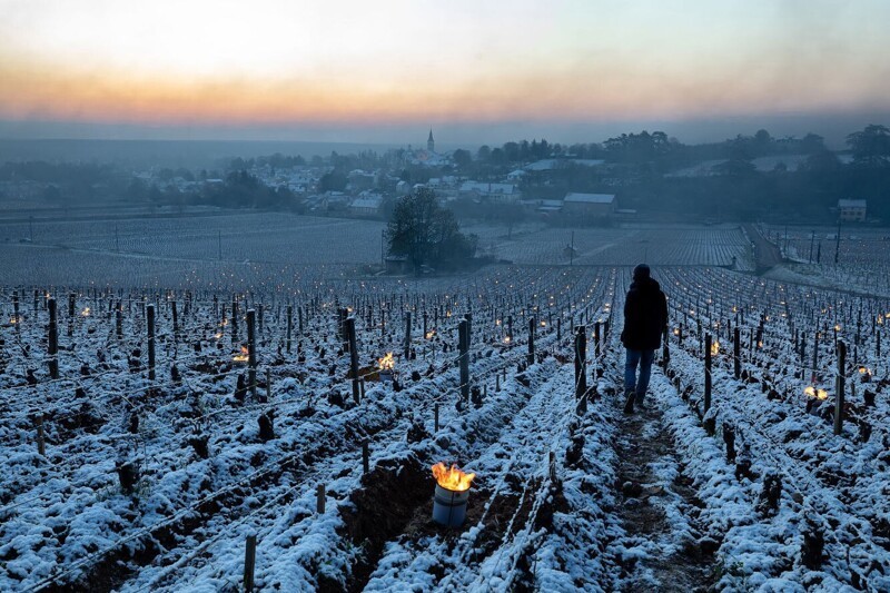 Как морозы уничтожили виноградники во Франции (18 фото)