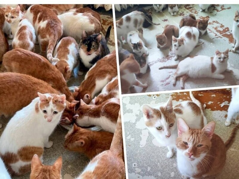 Москвичке после смерти бабушки достались 70 кошек (3 фото + 1 видео)