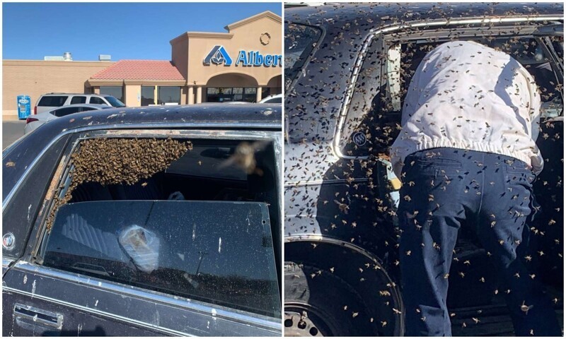 Американец на 10 минут отошел в супермаркет, а его авто оккупировали 15 тысяч пчел (5 фото)