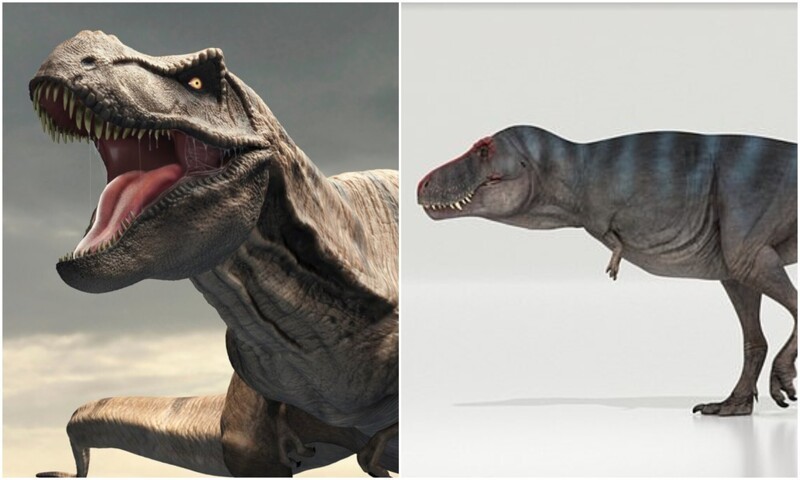Ученые определили, что тираннозавр передвигался медленнее человека (7 фото + 1 видео)