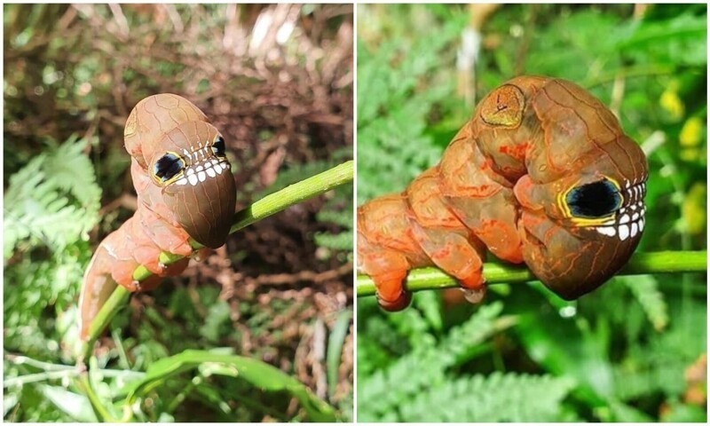 Природа сотворила: жутковатое насекомое из Австралии (7 фото)
