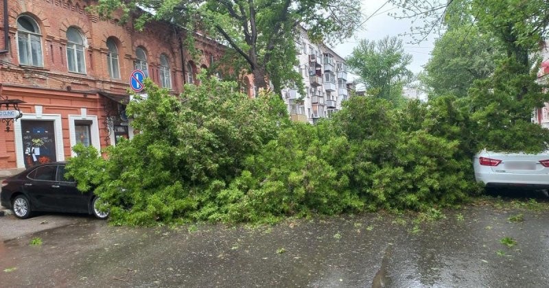 В Саратове на проезжую часть упало старое дерево: повреждения получили четыре автомобиля (3 фото + 2 видео)