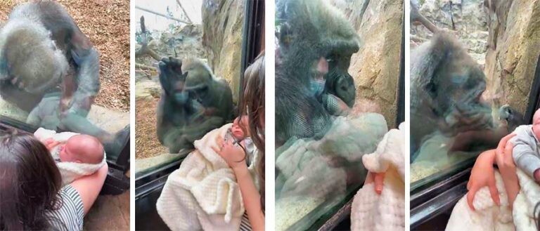 Невероятный момент: горилла очарована человеческим потомством (3 фото + 1 видео)