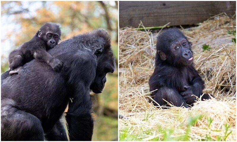 Чужих детей не бывает: горилла приняла кроху, от которого отказалась мать (7 фото)